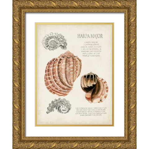 Seashell Field Notes II Gold Ornate Wood Framed Art Print with Double Matting by McCavitt, Naomi