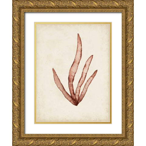 Seaweed Specimens VIII Gold Ornate Wood Framed Art Print with Double Matting by McCavitt, Naomi