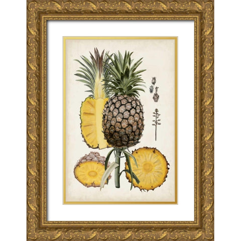Pineapple Botanical Study II Gold Ornate Wood Framed Art Print with Double Matting by McCavitt, Naomi