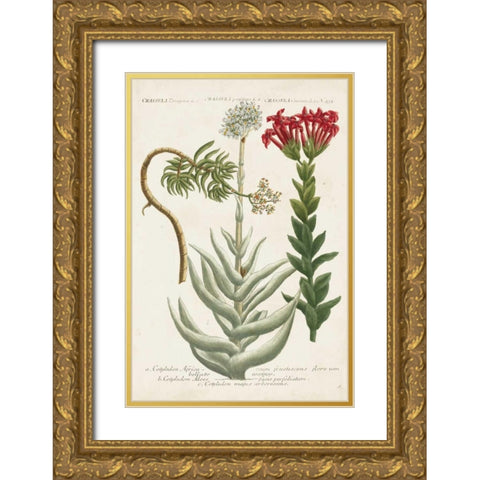 Botanical Varieties I Gold Ornate Wood Framed Art Print with Double Matting by Weinmann