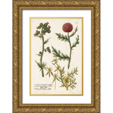 Botanical Varieties II Gold Ornate Wood Framed Art Print with Double Matting by Weinmann