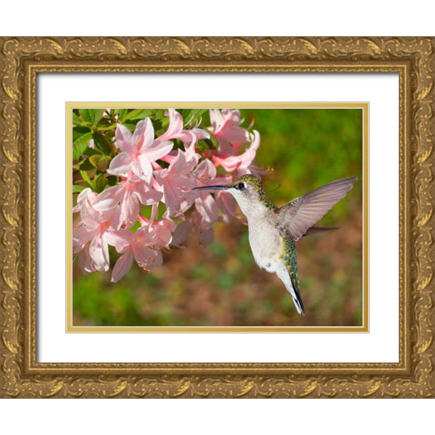 The Flower Dance VI Gold Ornate Wood Framed Art Print with Double Matting by Robertson, Leda