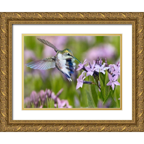 The Flower Dance XIII Gold Ornate Wood Framed Art Print with Double Matting by Robertson, Leda