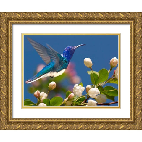 The Flower Dance XIV Gold Ornate Wood Framed Art Print with Double Matting by Robertson, Leda