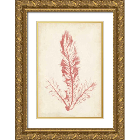 Coral Sea Feather I Gold Ornate Wood Framed Art Print with Double Matting by Bradbury, Henry