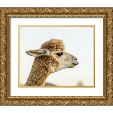 Alpaca Portrait I Gold Ornate Wood Framed Art Print with Double Matting by Stockton, Tyler