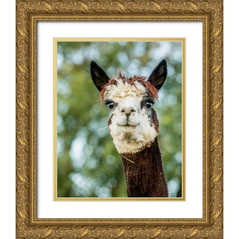 Alpaca Portrait II Gold Ornate Wood Framed Art Print with Double Matting by Stockton, Tyler