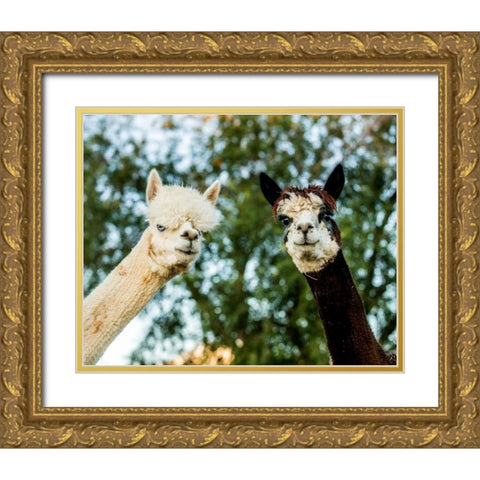 Alpaca Portrait III Gold Ornate Wood Framed Art Print with Double Matting by Stockton, Tyler