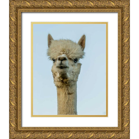 Alpaca Portrait IV Gold Ornate Wood Framed Art Print with Double Matting by Stockton, Tyler