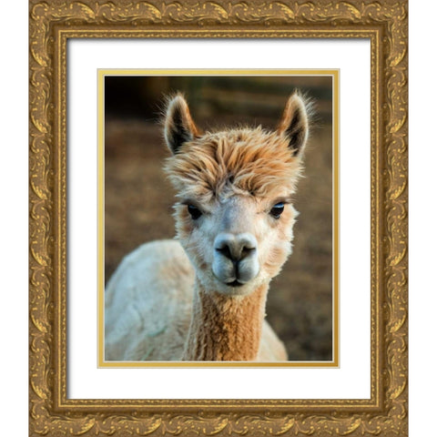Alpaca Portrait V Gold Ornate Wood Framed Art Print with Double Matting by Stockton, Tyler