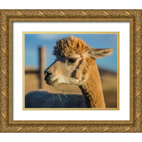Alpaca Portrait VI Gold Ornate Wood Framed Art Print with Double Matting by Stockton, Tyler