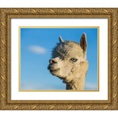 Alpaca Portrait VII Gold Ornate Wood Framed Art Print with Double Matting by Stockton, Tyler
