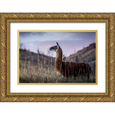 Llama Portrait I Gold Ornate Wood Framed Art Print with Double Matting by Stockton, Tyler
