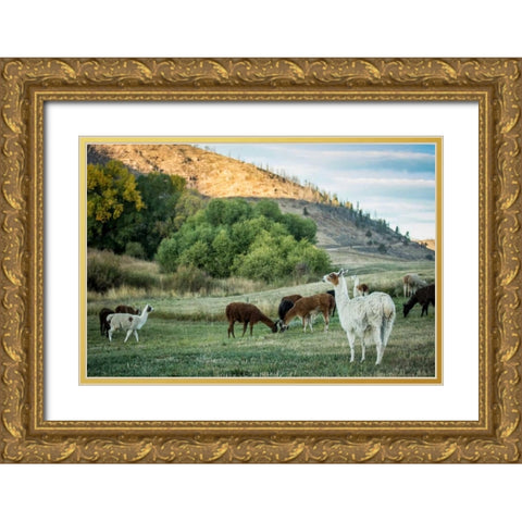 Llama Portrait II Gold Ornate Wood Framed Art Print with Double Matting by Stockton, Tyler