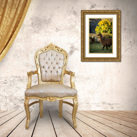 Llama Portrait III Gold Ornate Wood Framed Art Print with Double Matting by Stockton, Tyler