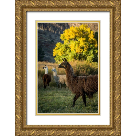Llama Portrait III Gold Ornate Wood Framed Art Print with Double Matting by Stockton, Tyler
