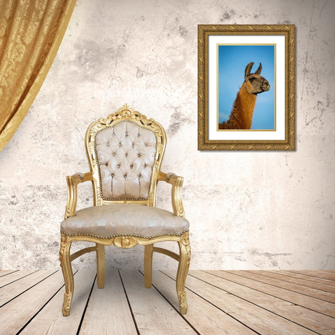 Llama Portrait IV Gold Ornate Wood Framed Art Print with Double Matting by Stockton, Tyler