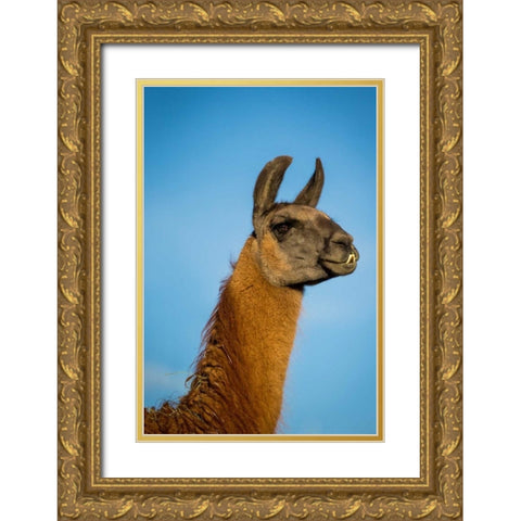 Llama Portrait IV Gold Ornate Wood Framed Art Print with Double Matting by Stockton, Tyler