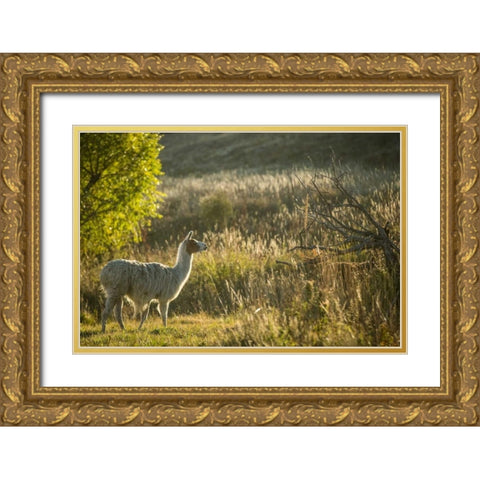 Llama Portrait V Gold Ornate Wood Framed Art Print with Double Matting by Stockton, Tyler