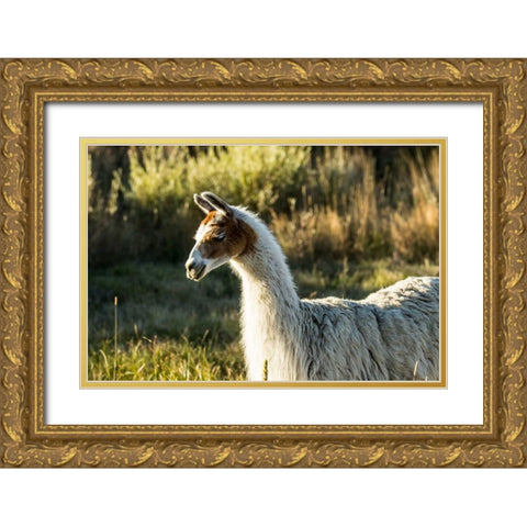Llama Portrait VI Gold Ornate Wood Framed Art Print with Double Matting by Stockton, Tyler