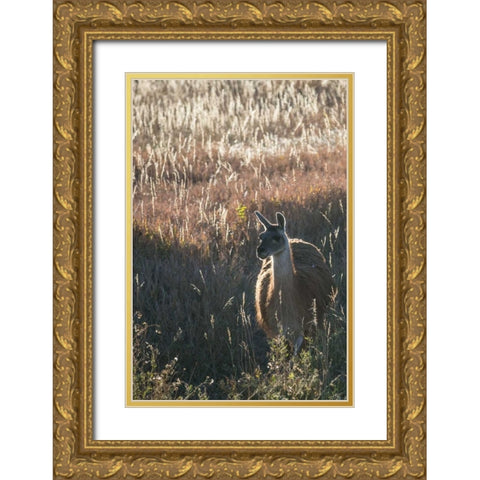 Llama Portrait VII Gold Ornate Wood Framed Art Print with Double Matting by Stockton, Tyler