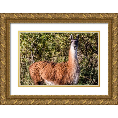 Llama Portrait VIII Gold Ornate Wood Framed Art Print with Double Matting by Stockton, Tyler
