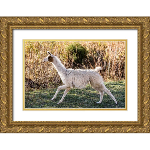 Llama Portrait IX Gold Ornate Wood Framed Art Print with Double Matting by Stockton, Tyler