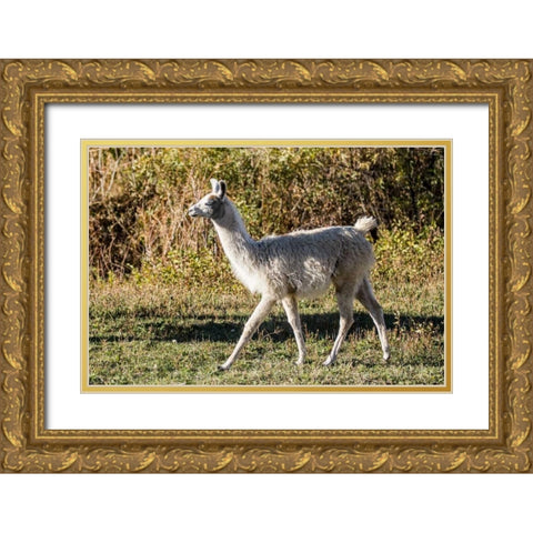 Llama Portrait X Gold Ornate Wood Framed Art Print with Double Matting by Stockton, Tyler