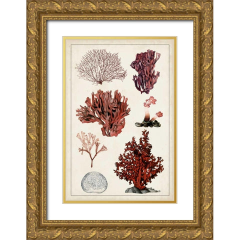 Antique Coral Study II Gold Ornate Wood Framed Art Print with Double Matting by McCavitt, Naomi