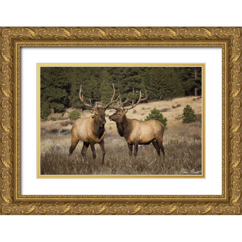 Elk Study IV Gold Ornate Wood Framed Art Print with Double Matting by Drost, David