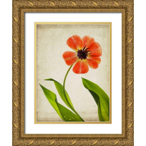 Parchment Flowers V Gold Ornate Wood Framed Art Print with Double Matting by Stalus, Judy