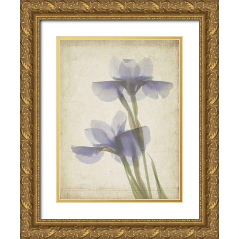 Parchment Flowers VIII Gold Ornate Wood Framed Art Print with Double Matting by Stalus, Judy