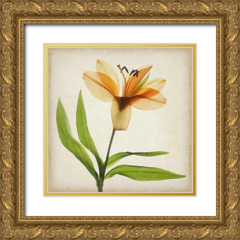Parchment Flowers XI Gold Ornate Wood Framed Art Print with Double Matting by Stalus, Judy