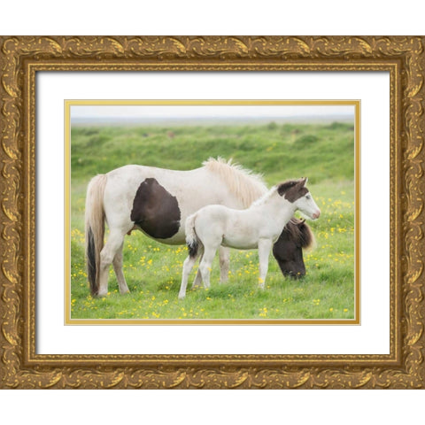 Grassland Horses I Gold Ornate Wood Framed Art Print with Double Matting by PHBurchett