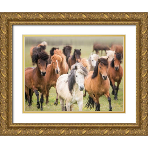 Grassland Horses III Gold Ornate Wood Framed Art Print with Double Matting by PHBurchett