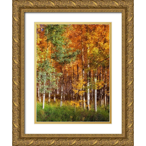 Aspen Glen II Gold Ornate Wood Framed Art Print with Double Matting by Drost, David