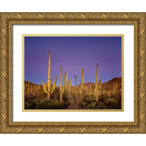 Cacti View I Gold Ornate Wood Framed Art Print with Double Matting by Drost, David
