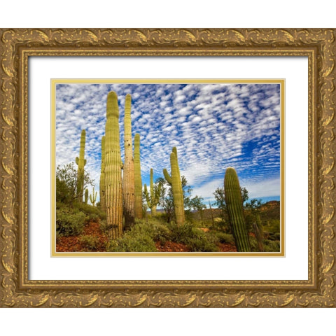 Cacti View III Gold Ornate Wood Framed Art Print with Double Matting by Drost, David