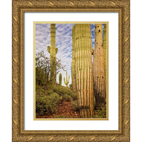 Cacti View IV Gold Ornate Wood Framed Art Print with Double Matting by Drost, David