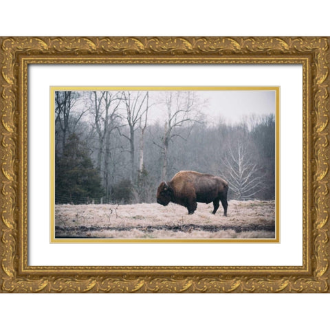 Solitary Bison I Gold Ornate Wood Framed Art Print with Double Matting by Mead, Adam