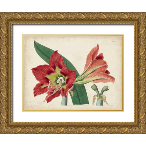 Amaryllis Splendor I Gold Ornate Wood Framed Art Print with Double Matting by Curtis