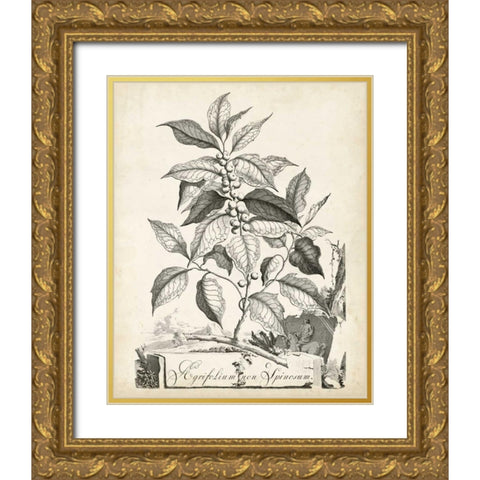 Scenic Botanical III Gold Ornate Wood Framed Art Print with Double Matting by Munting, Abraham