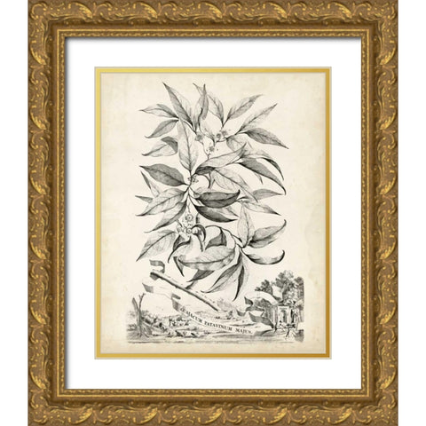 Scenic Botanical IV Gold Ornate Wood Framed Art Print with Double Matting by Munting, Abraham