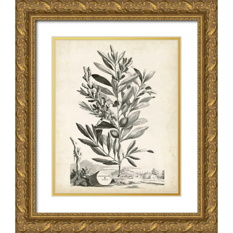 Scenic Botanical VI Gold Ornate Wood Framed Art Print with Double Matting by Munting, Abraham