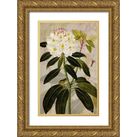 Rhododendron I Gold Ornate Wood Framed Art Print with Double Matting by Butler, John