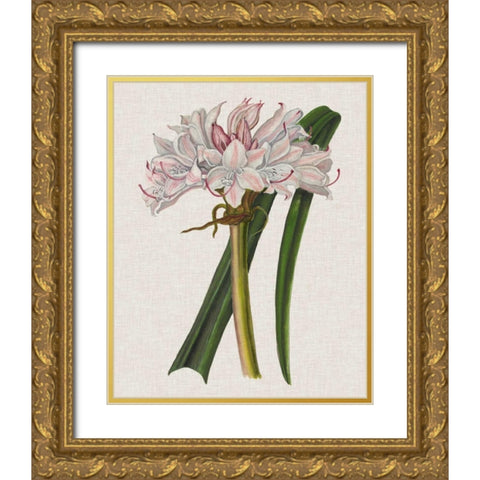 Crinium Lily I Gold Ornate Wood Framed Art Print with Double Matting by McCavitt, Naomi