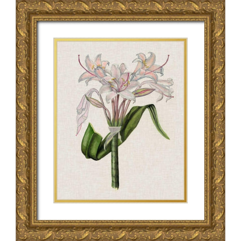 Crinium Lily II Gold Ornate Wood Framed Art Print with Double Matting by McCavitt, Naomi