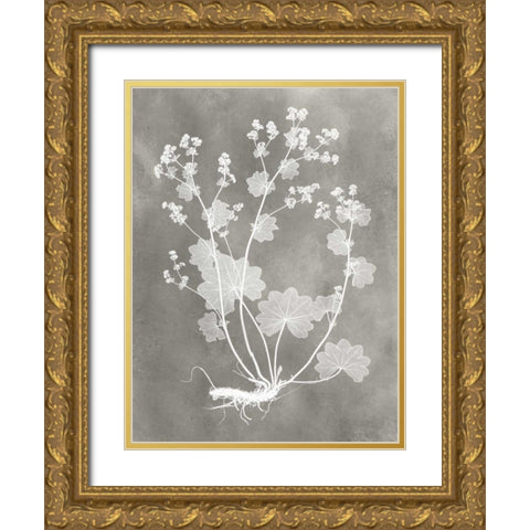 Herbarium Study I Gold Ornate Wood Framed Art Print with Double Matting by Vision Studio