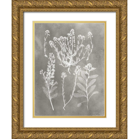 Herbarium Study III Gold Ornate Wood Framed Art Print with Double Matting by Vision Studio