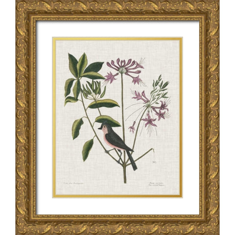 Studies in Nature I Gold Ornate Wood Framed Art Print with Double Matting by Catesby, Mark